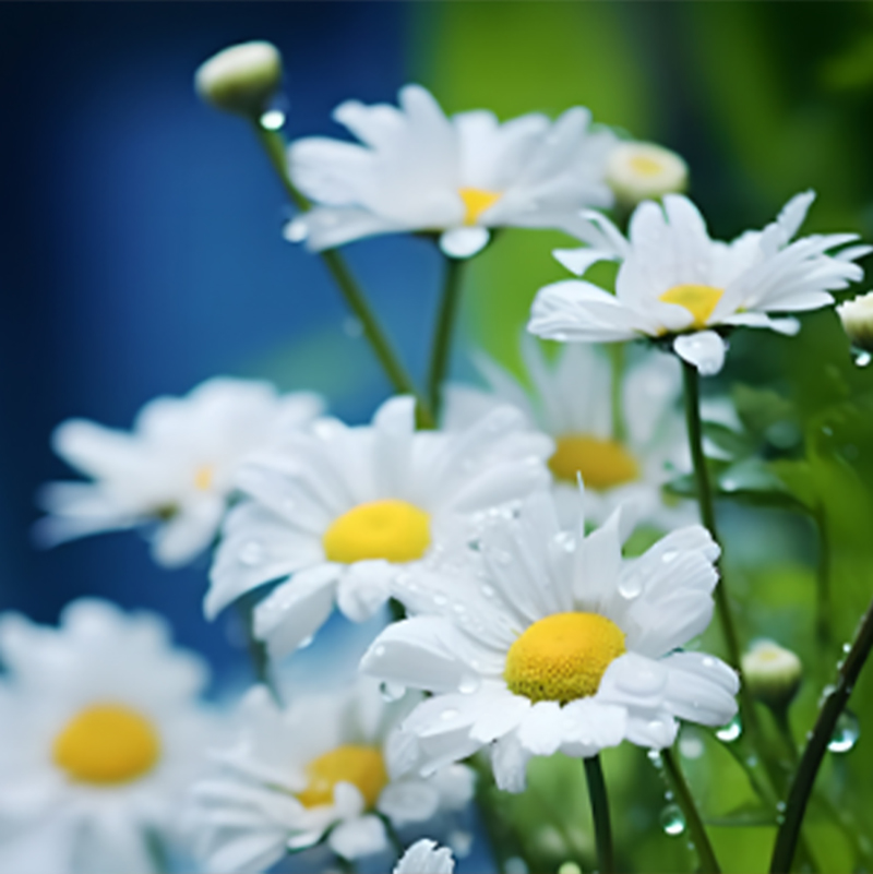 寻常草本洋甘菊——藏在日常里的温润植愈力量